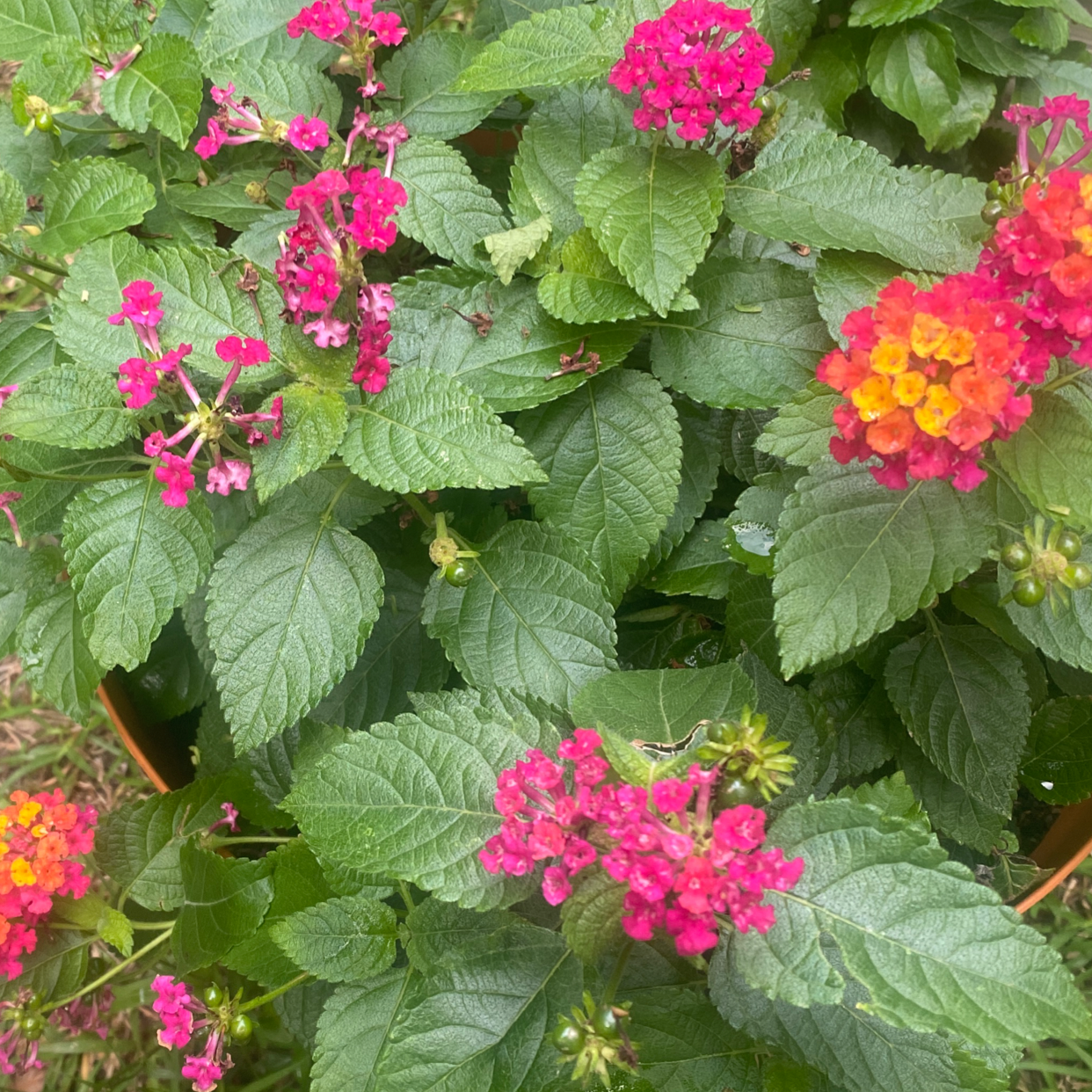 Lantana plant with vibrant green leaves and clusters of small, colorful flowers in shades of pink, red, and yellow.