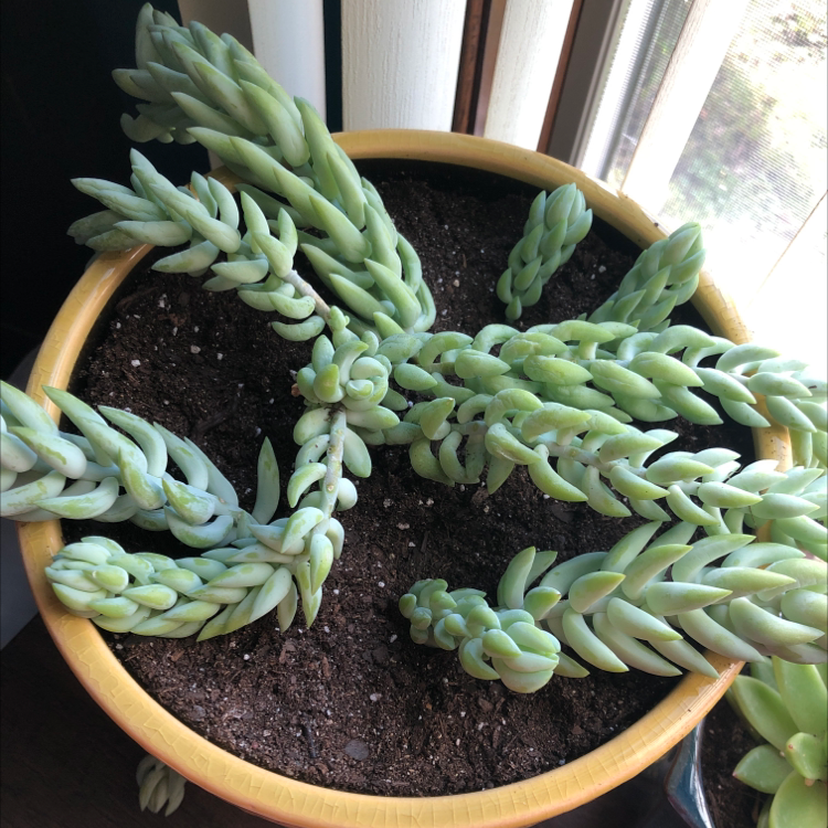Burro's Tail plant photo by Kylee named Your plant on Greg, the plant care app.