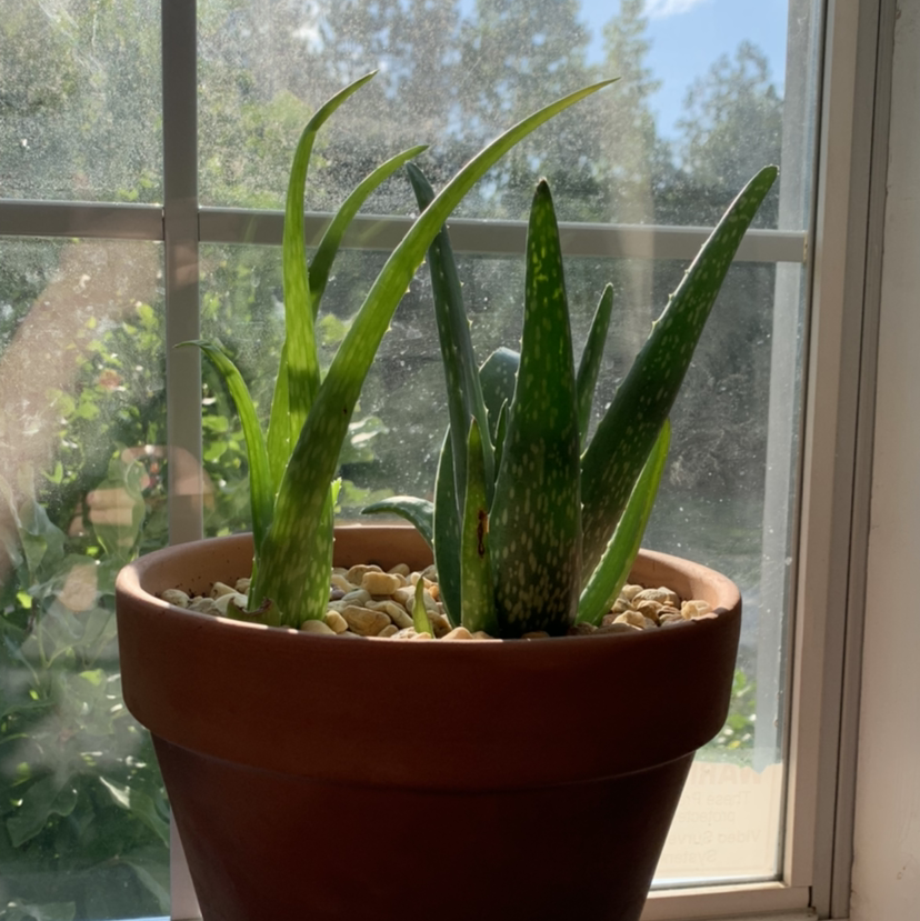 Aloe vera plant photo by Michaela named Charley and Chuck on Greg, the plant care app.