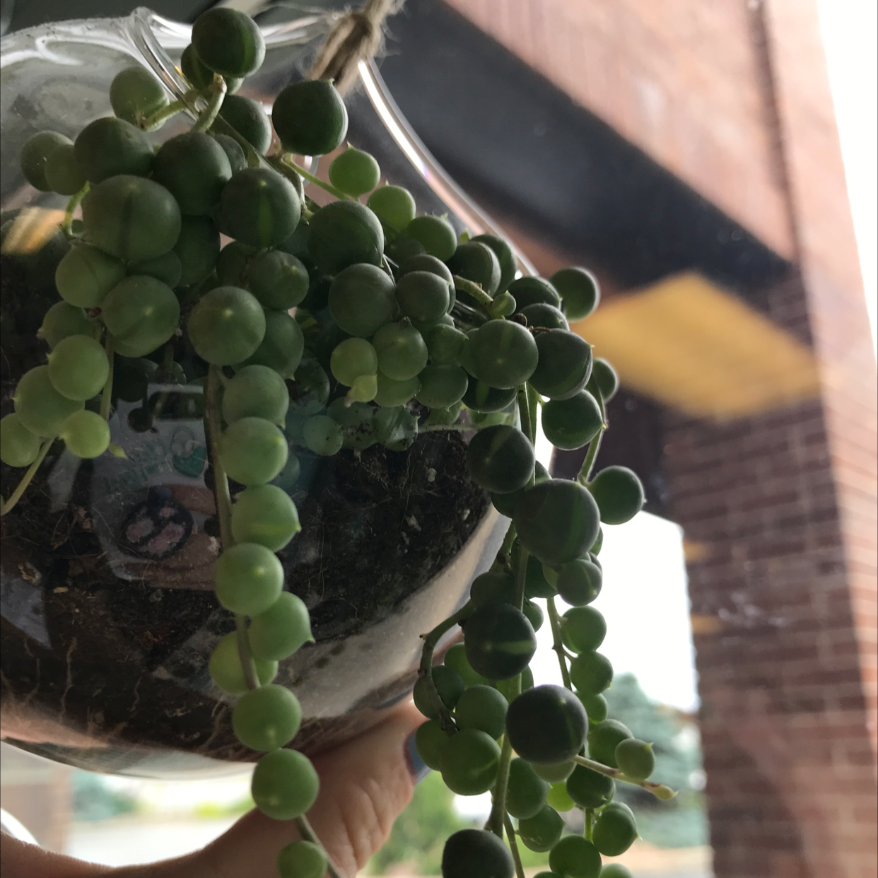 String of Pearls plant photo by @Cilghal named Apollo on Greg, the plant care app.
