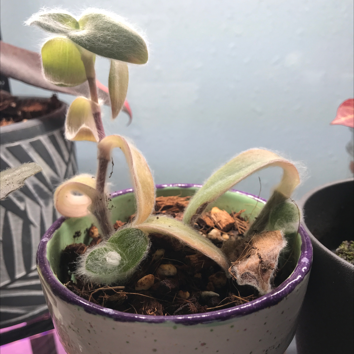 White Velvet plant photo by @Cilghal named Michelle Branch on Greg, the plant care app.