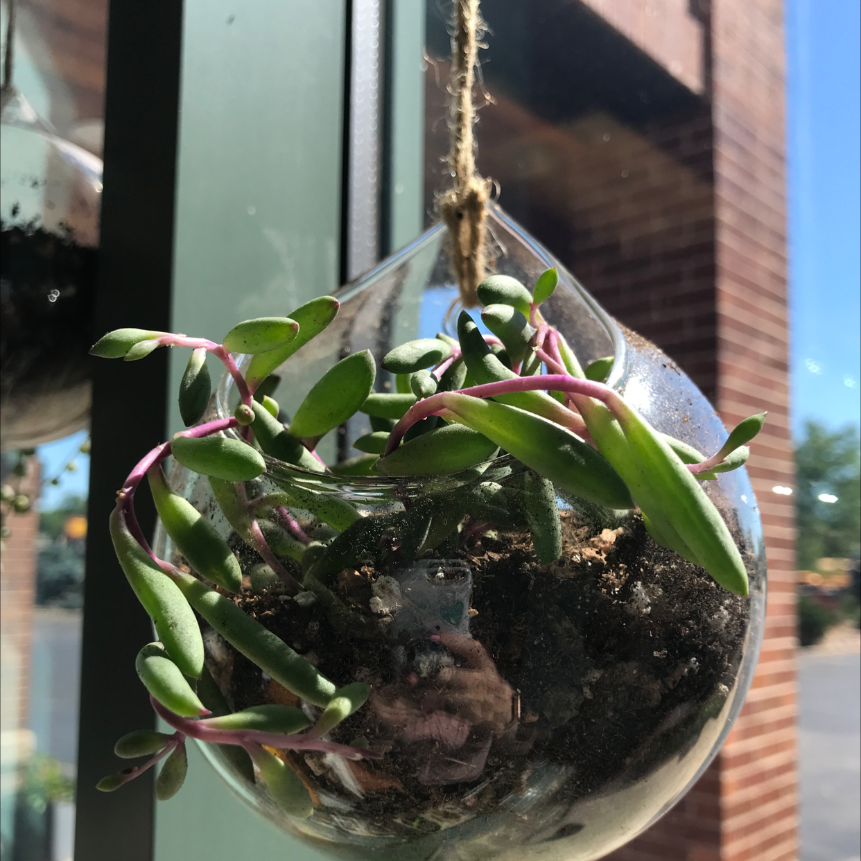 String of Pickles plant in a hanging glass terrarium with visible soil and healthy green leaves.