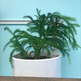 Norfolk Island Pine plant in Somewhere on Earth