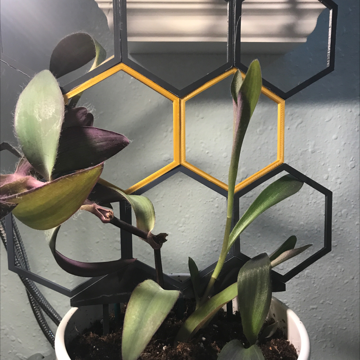 Purple Heart plant photo by @Cilghal named Cleopatra on Greg, the plant care app.