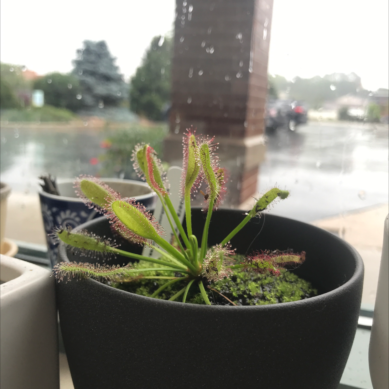 Cape Sundew plant in a black pot with vibrant green leaves and sticky glandular hairs.