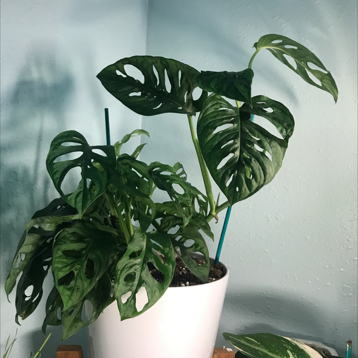 Swiss Cheese Vine plant photo by @Cilghal named Kylie on Greg, the plant care app.