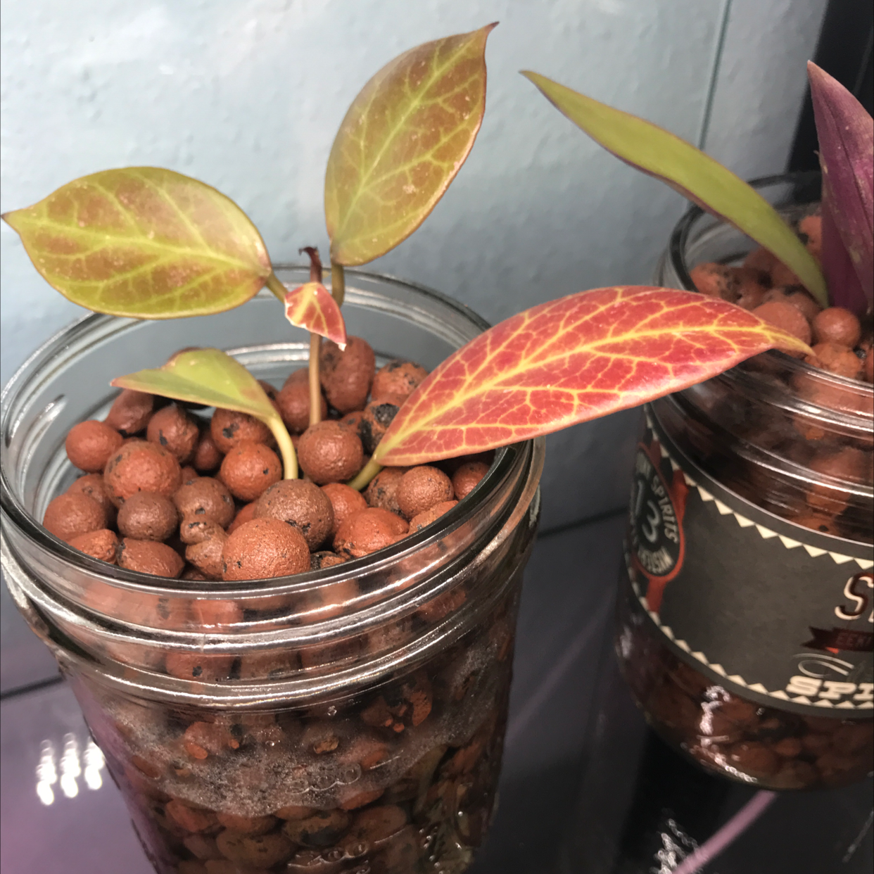 Hoya 'Sunrise' plant in a glass container with LECA, vibrant leaves with visible venation.