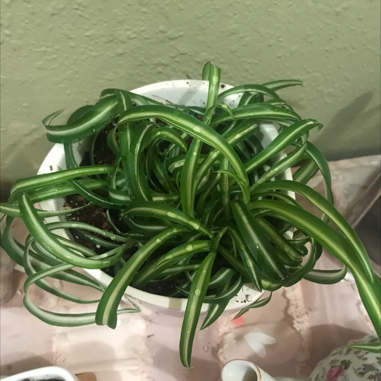 Curly Spider Plant in a white pot with vibrant green leaves.