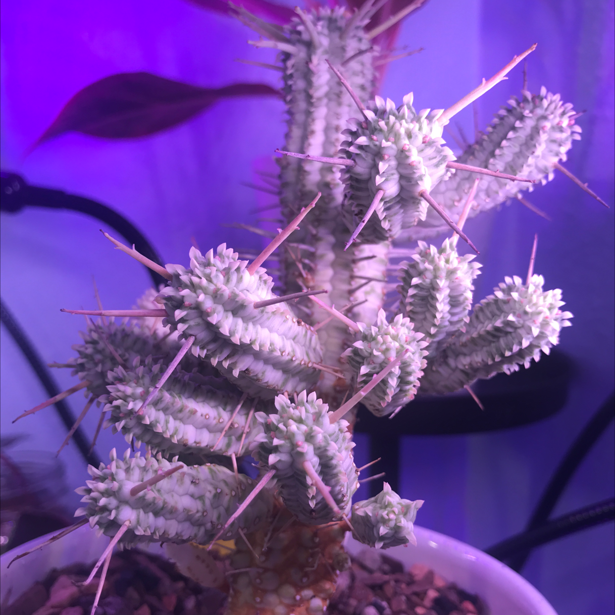 Corncob Cactus with multiple stems and spines in a pot, background slightly blurred.