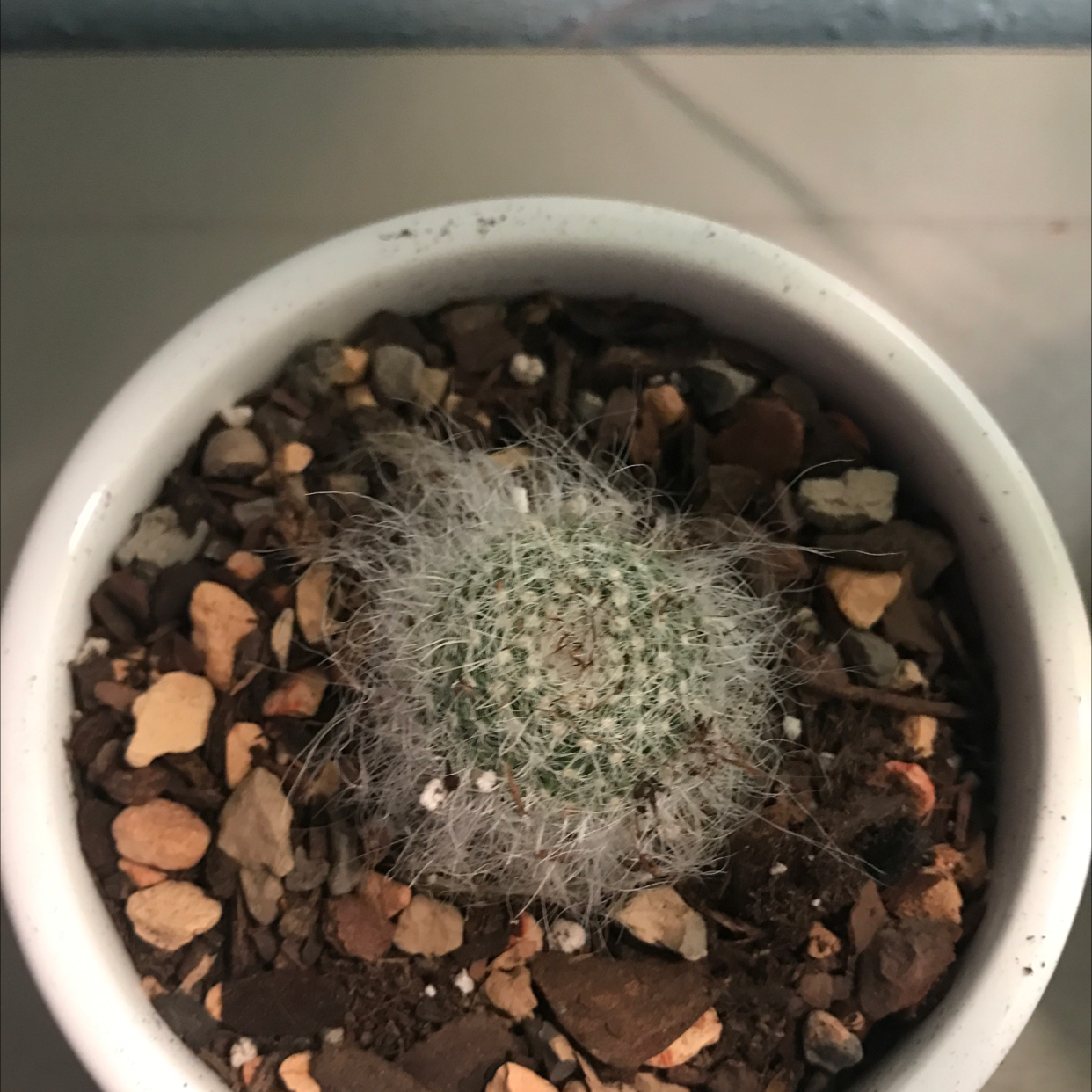 Old Lady Cactus in a white pot with rocky soil, well-centered and in focus.