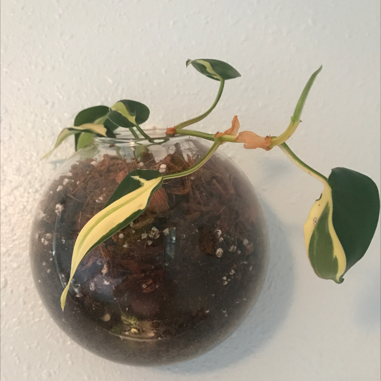 Philodendron 'Cream Splash' plant in a glass container with visible soil and variegated leaves.