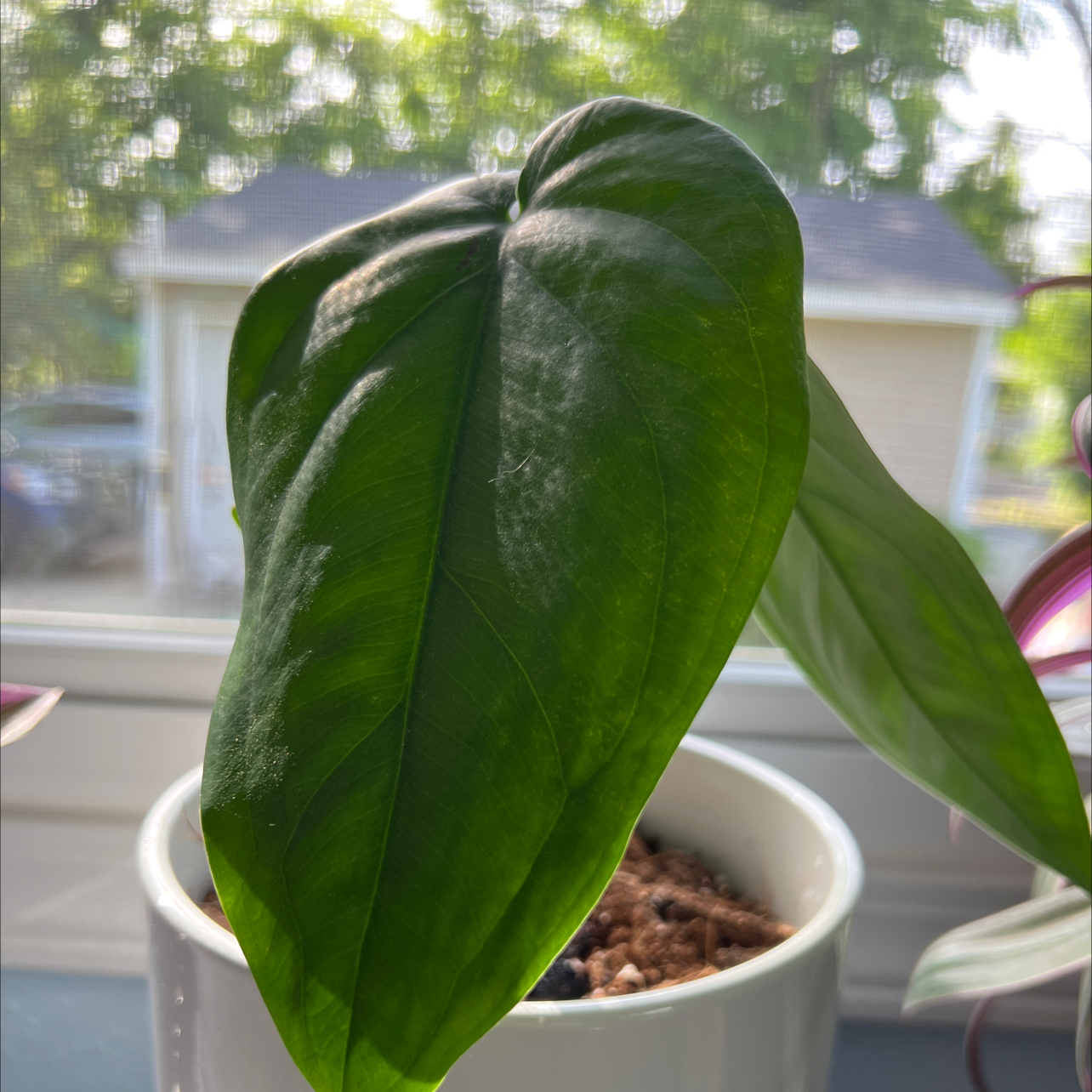 Syngonium chiapense plant with healthy green leaves in a white pot.