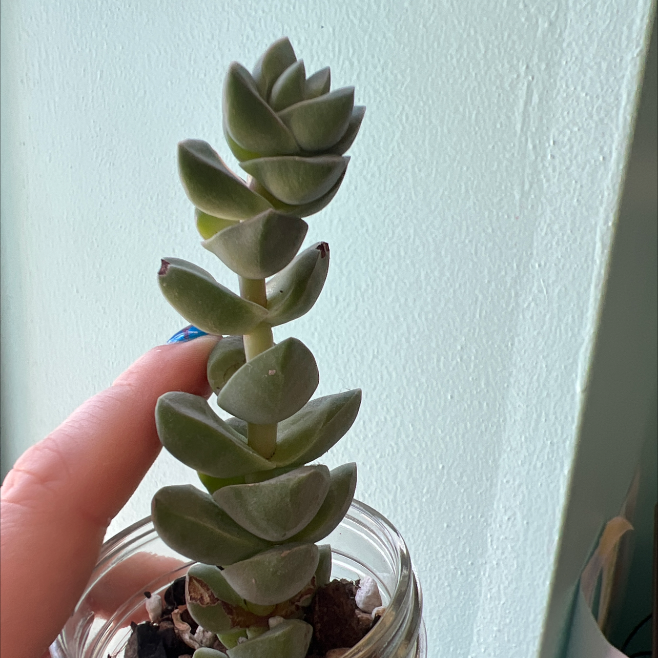 Crassula 'Moonglow' plant in a jar with a hand holding it.