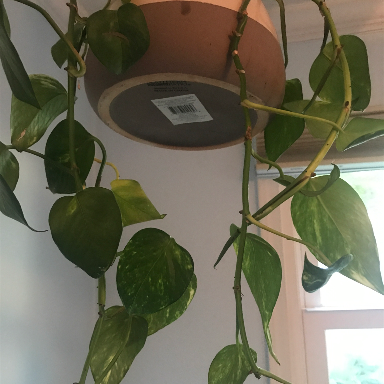 Taro Vine plant photo by @Cilghal named Naomi on Greg, the plant care app.