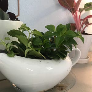 Vining Peperomia plant photo by @Cilghal named Kendall on Greg, the plant care app.