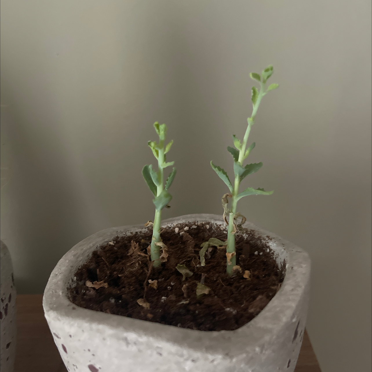 Mother of Thousands plant photo by @Nathan named Aaron and Ezekiel on Greg, the plant care app.