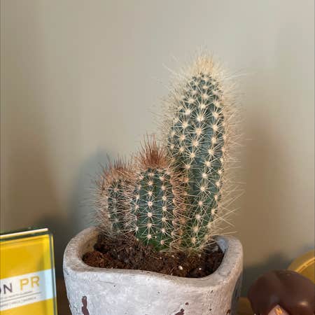 Photo of the plant species Candleholder Cactus by @Nathan named Prickly Pete on Greg, the plant care app
