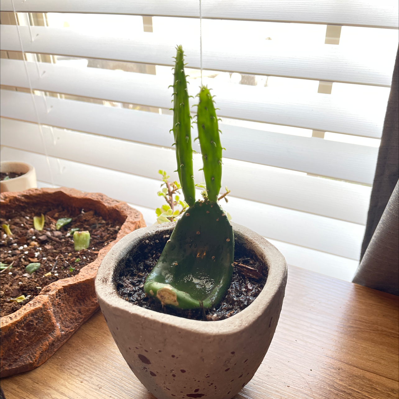 Smooth Prickly Pear plant photo by @Nathan named Zion on Greg, the plant care app.