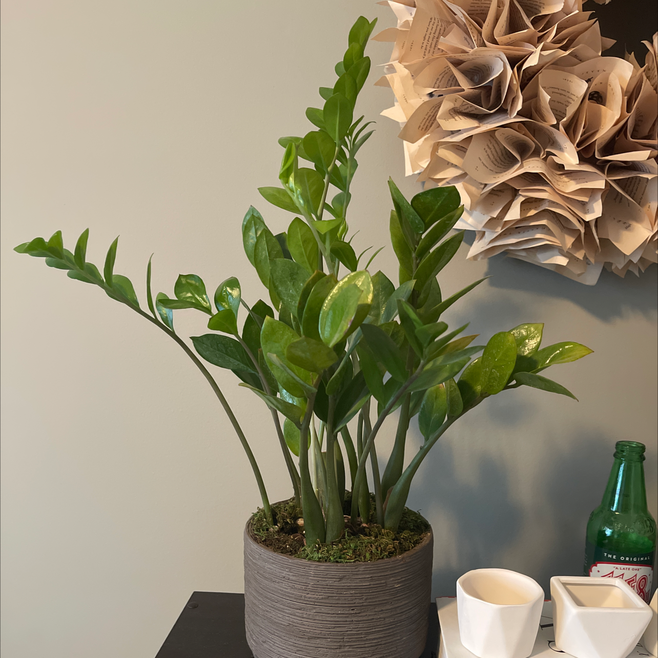 Zamioculcas Zamiifolia plant photo by @Nathan named Ethanael on Greg, the plant care app.