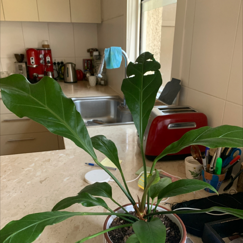 Bird's nest anthurium plant on a kitchen counter with healthy green leaves.