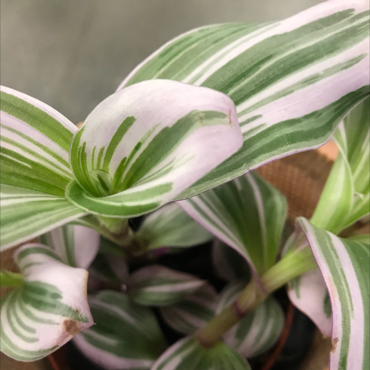 Photo of the plant species Tradescantia Nanouk by @Alexdee9 named Nea on Greg, the plant care app