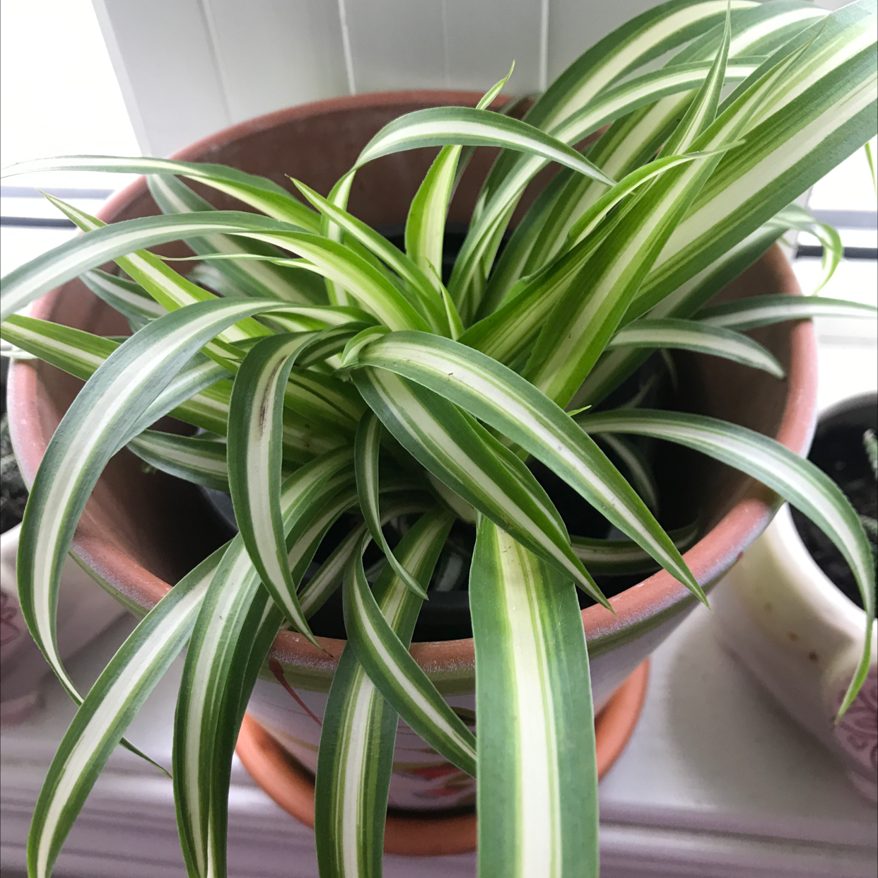 Spider Plant plant photo by @Alexdee9 named Akame on Greg, the plant care app.