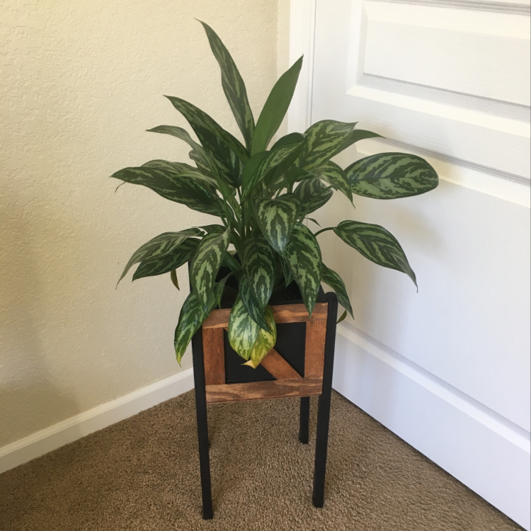 Healthy Chinese Evergreen plant with lush variegated leaves in a wooden stand against a white wall.