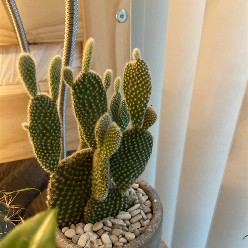Bunny Ears Cactus in a pot with pebbles, healthy and well-framed.