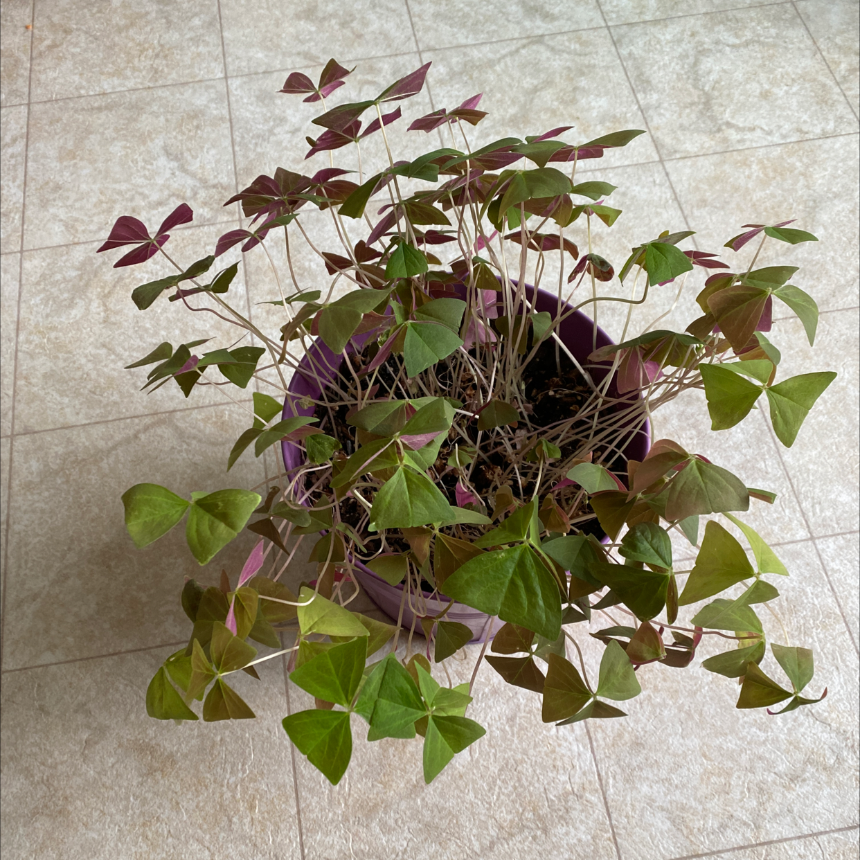 Healthy Purple Shamrock plant with vibrant purple and green triangular leaves, well-framed against a neutral tile background.