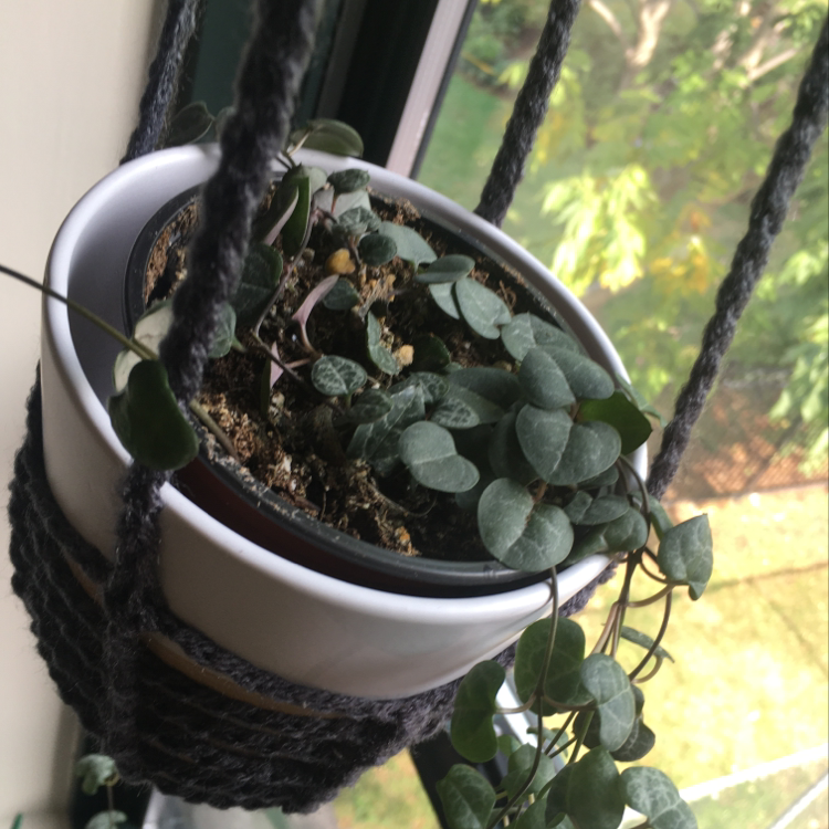 Chain of Hearts plant with heart-shaped leaves showing slight yellowing, growing in a white ceramic hanging planter in front of a sunny window.