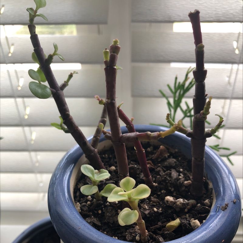 Elephant Bush (Portulacaria afra) in a pot with sparse foliage and visible soil.