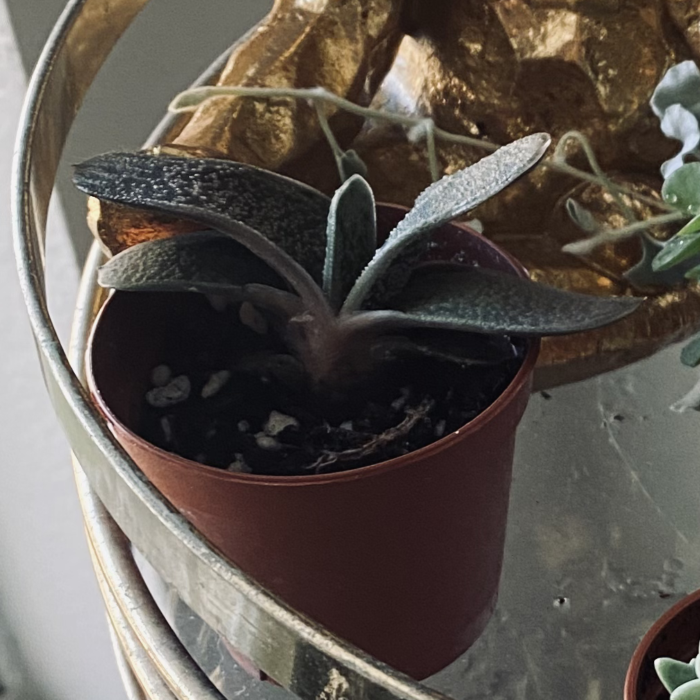 Healthy potted ox tongue plant with thick, pointed, mottled dark green leaves in a burgundy pot.