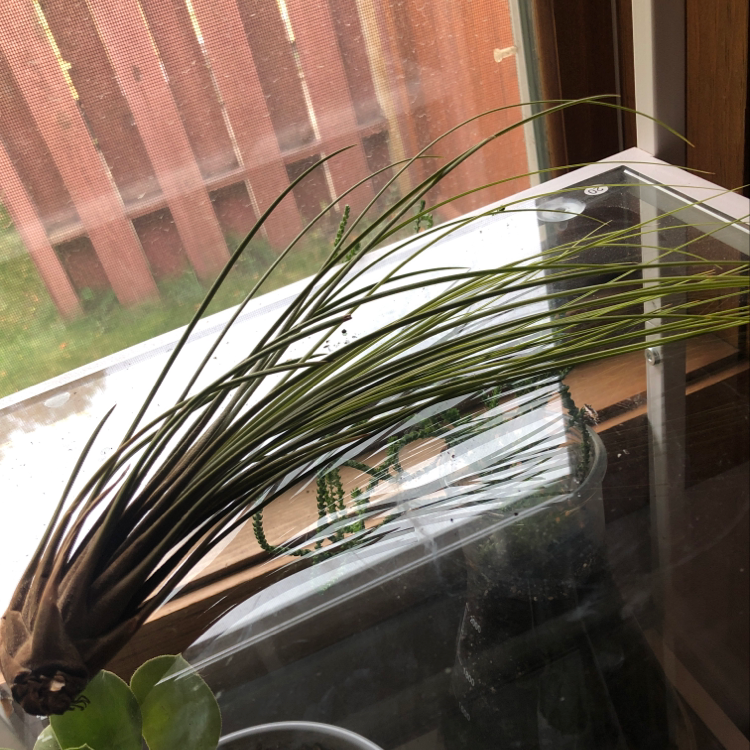 Cylindrical Snake Plant near a window with some browning at the base.