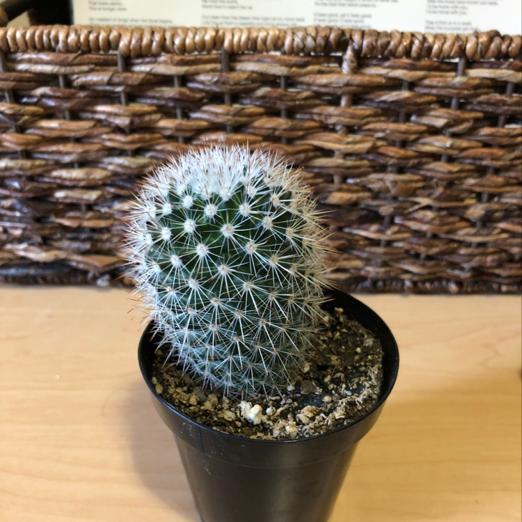 Healthy blue-green cactus covered in dense white spines, giving a lace-like appearance. Planted in small black pot on woven mat.