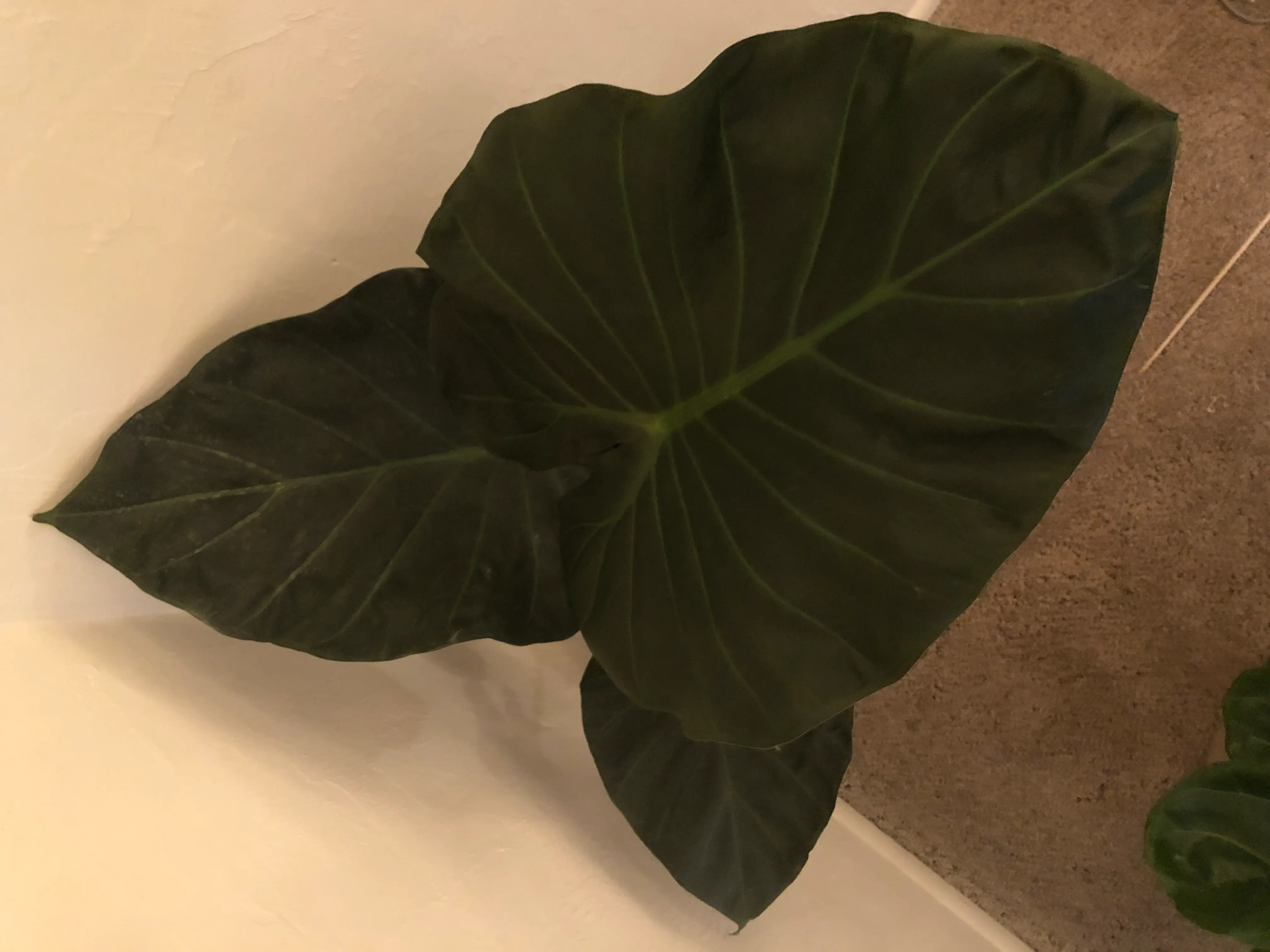 A single, large, healthy green leaf of a Calla Lily plant, with a distinctive heart shape and prominent veins, against a neutral background.