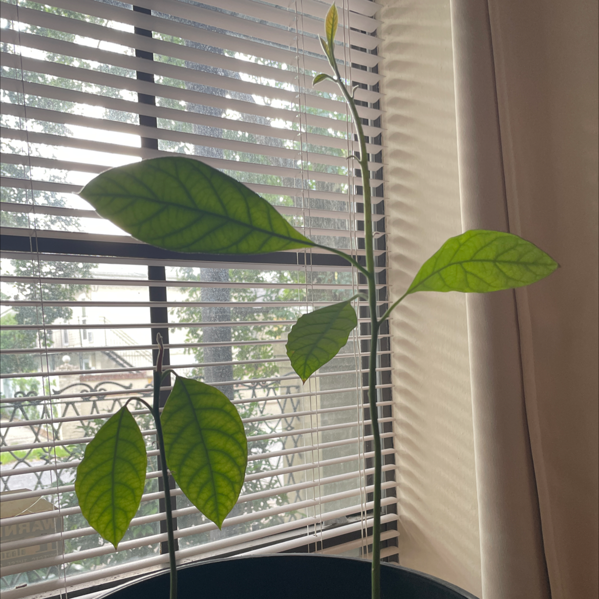 Healthy young avocado plant with large green leaves growing indoors near a window with blinds.