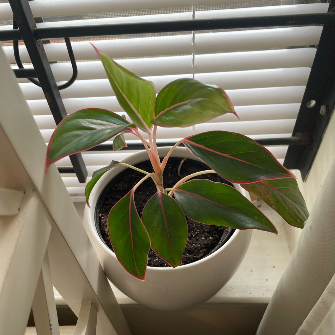 Chinese Evergreen plant photo by @Kiah named Chinese evergreen on Greg, the plant care app.