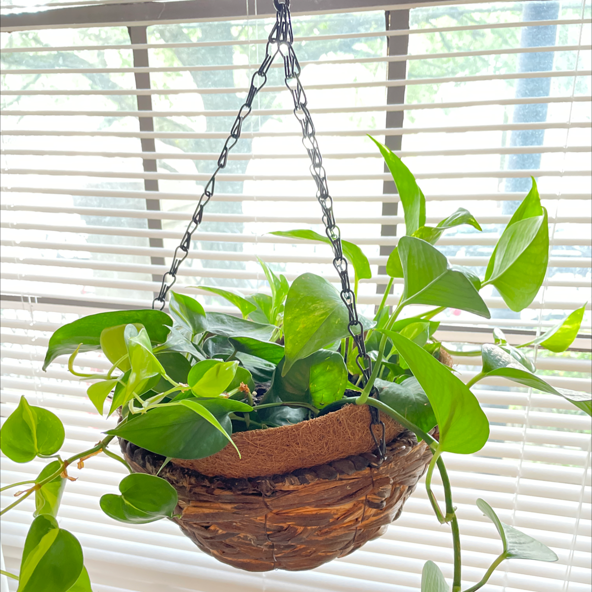 Hanging basket with a healthy Golden Pothos plant in front of a window with blinds.