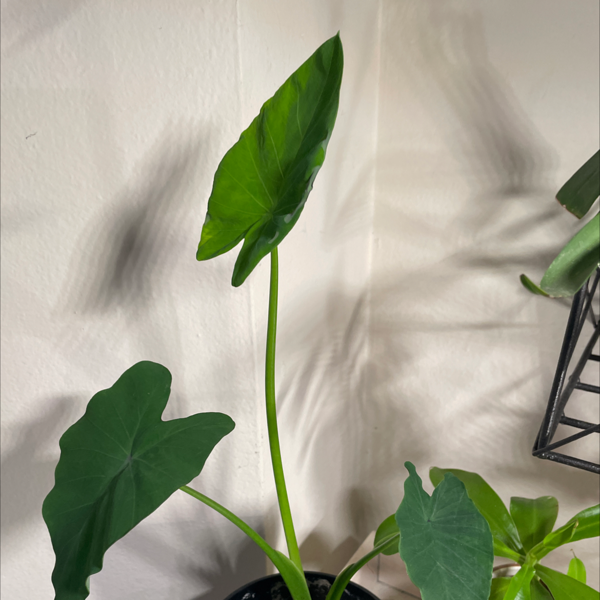 Image of a healthy Taro plant with green leaves, well-framed and centered.
