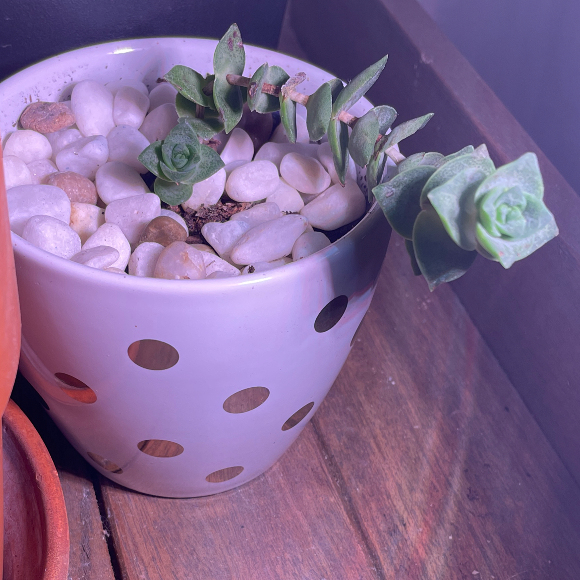 Healthy string of buttons succulent plant with round, light green leaves growing in a purple planter with circular cutouts.
