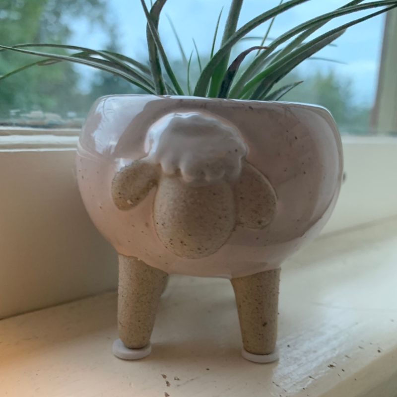 Medusa Head Air Plant in a sheep-shaped pot on a windowsill.