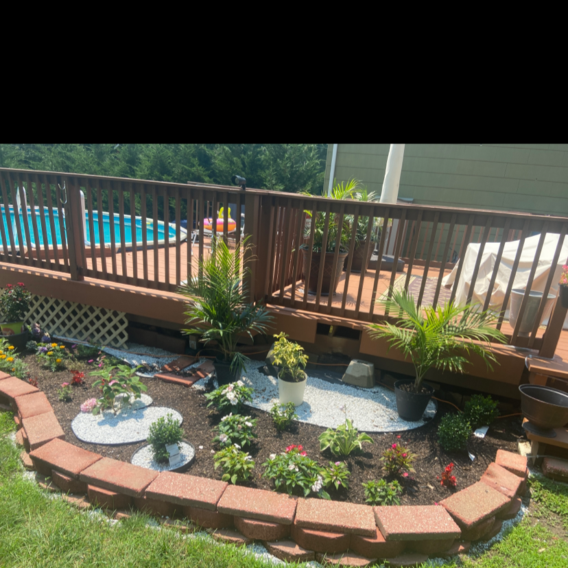 Garden bed with multiple plants including two Canary Island Date Palms, healthy and well-framed.