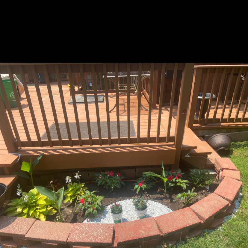 Garden bed with multiple healthy plants, including flowering plants and green foliage.