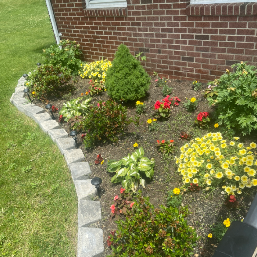 A garden bed with various plants, including a central Picea glauca, surrounded by flowering plants.