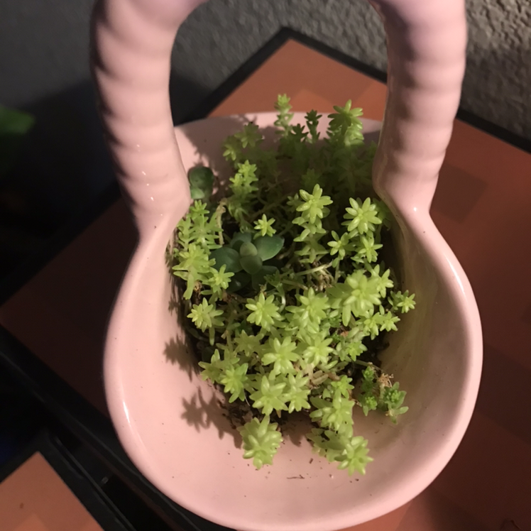 Goldmoss Stonecrop plant in a pink container, healthy green foliage.