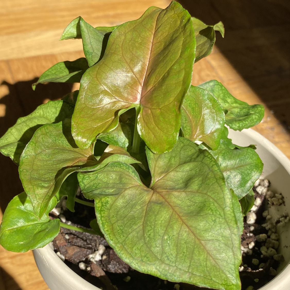 Photo of the plant species Syngonium 'Candy' by Gaida-erica named Prince on Greg, the plant care app
