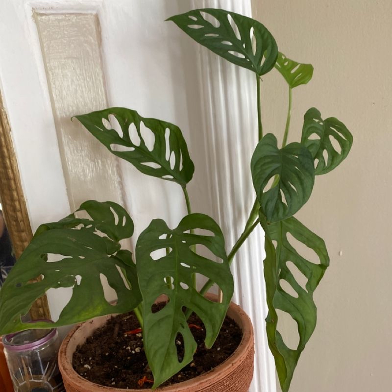 A healthy Monstera deliciosa plant with large, fenestrated green leaves in a brown ceramic pot with visible soil.