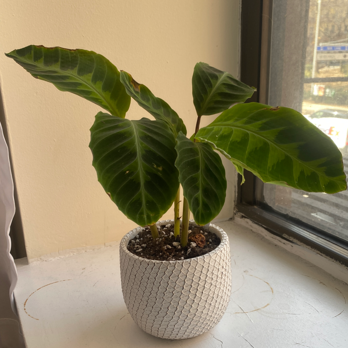 Photo of the plant species Jungle Velvet by @mzulie named Calle on Greg, the plant care app