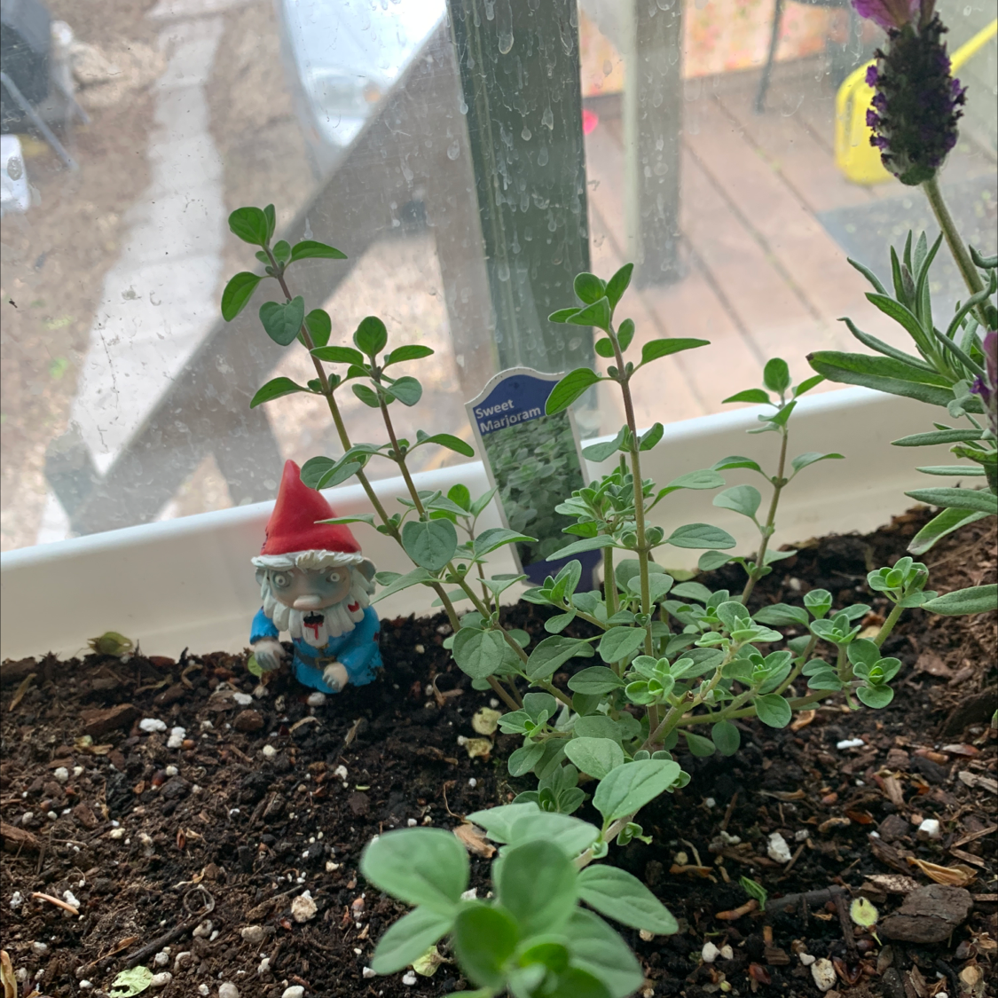 Potted Marjoram plant with green leaves, visible soil, and a garden gnome.