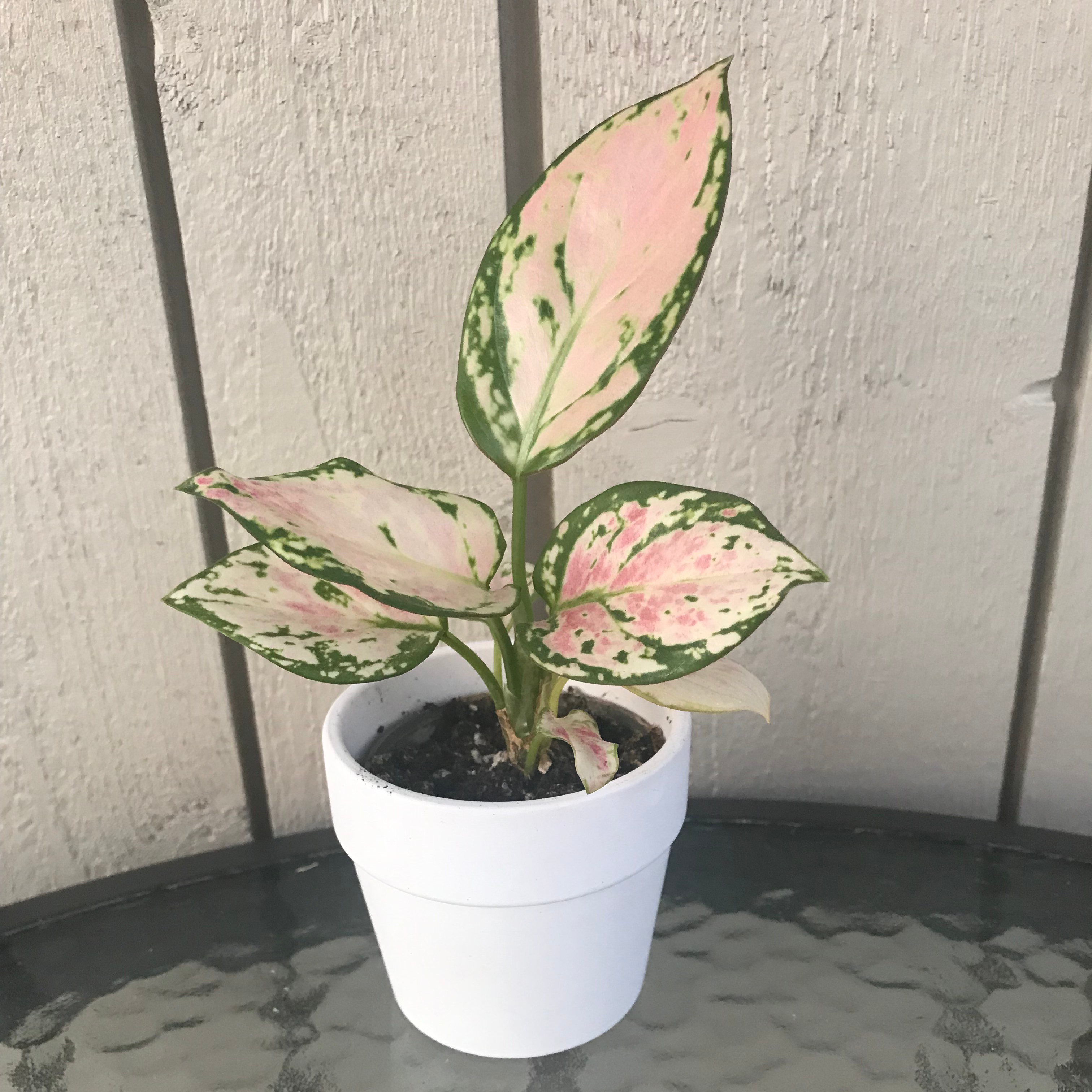 Aglaonema 'Favonian' plant in a white pot with variegated pink and green leaves.